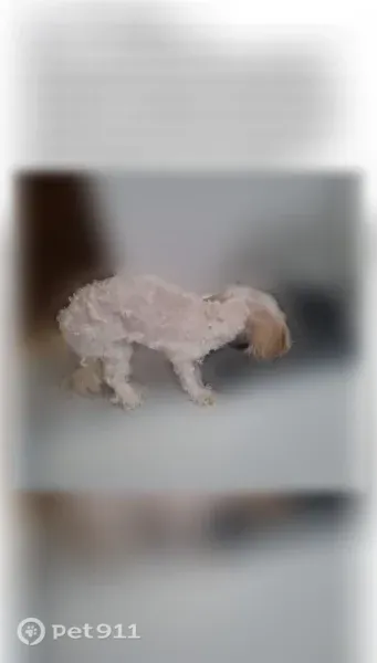 Lost dog, East 56th Street North, 1402, Tulsa - female, white hair, very small - photo