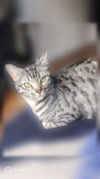 Chat perdu femelle, Allée de l'Ermitage, 52, Le Raincy - pucée, craintive - photo