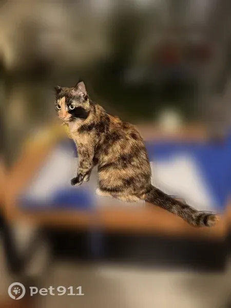 Perdu chat femelle, Cours Docteur Long, 87, Lyon - écaille de tortue, craintive - photo