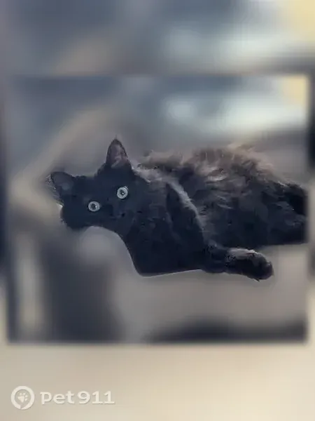 Chat perdu, Rue de la Moque-Barrique, 11 B, Châteauneuf-sur-Loire - femelle chatonne noire à poils longs - photo