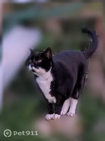 Chat perdu, La Gravelle, 22, Le Fœil, Marseille - femelle - photo