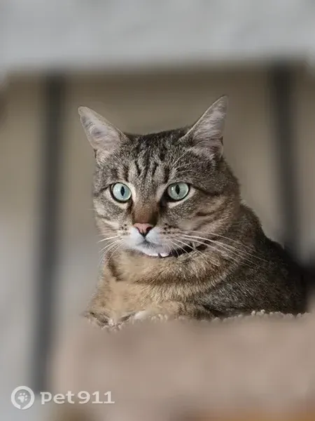 Missing cat Female, Redmond (usl542672) - photo