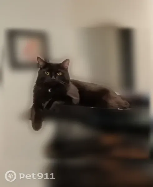 Lost cat, Rainbow Row Court, 310, Alpharetta - black 15lb cat with white spot on neck/chest - photo