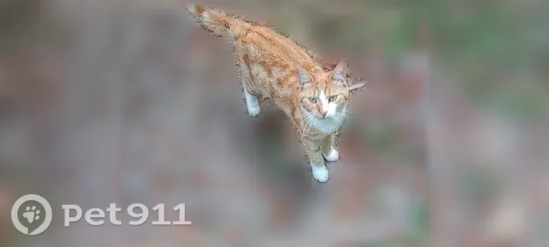 Lost cat, Sharpes Hill Road, Gaston - female, orange and white, medium-sized - photo
