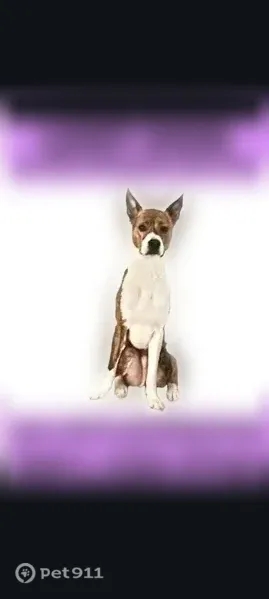 Lost dog, Southeast Linwood Avenue, 12514 - 12582, Milwaukie - tall, skinny, skidish - photo