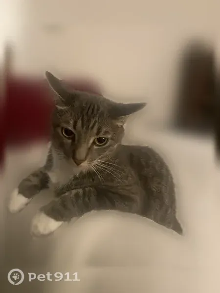 Lost cat, East Hampton Road, 317, Whitefish Bay - male, dark gray tabby with a white belly - photo