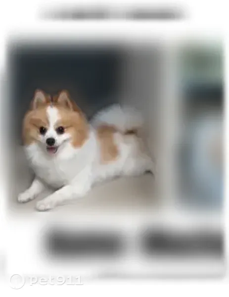 Lost dog, South Stapley Drive, 610, Mesa - white with brown spots - photo