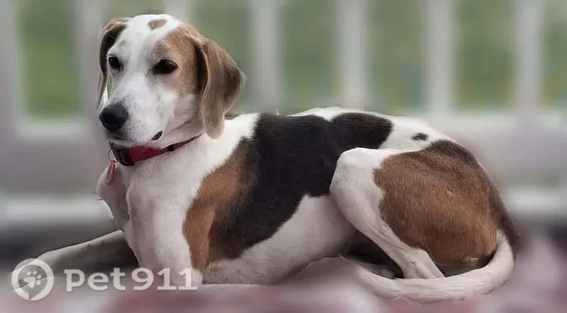 Lost dog, female, Moreview Drive, 1115, Lynchburg - shy tri-color Foxhound with a pink UNC collar - photo