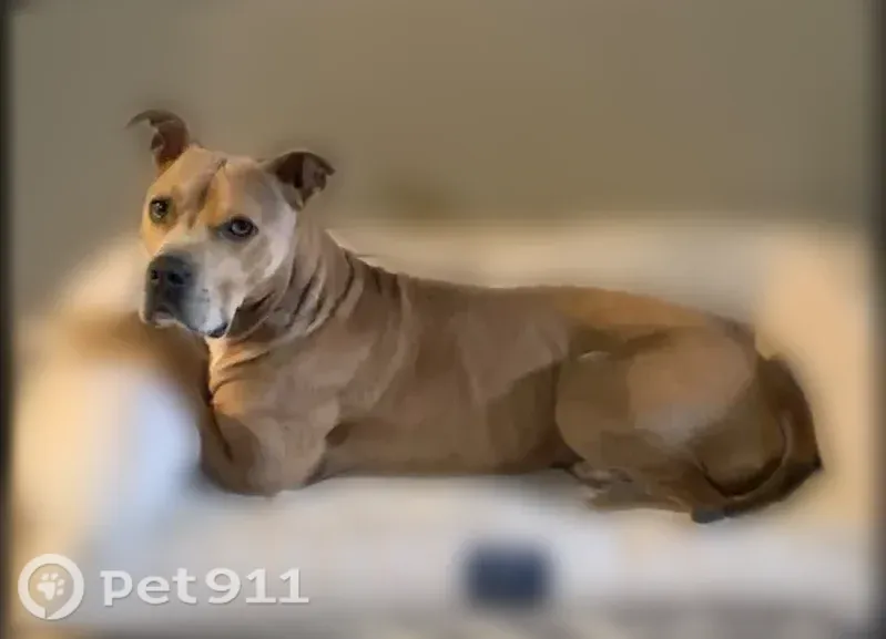 Lost dog, Maplewood Drive, 12053, East Stroudsburg - male neutered pit bull mix - photo