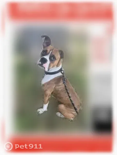 Lost dog, Pine Lane, 4401, Brownsville - female boxer - photo