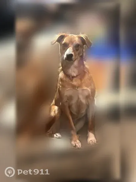 Lost dog, Sycamore Drive, Town of South Bristol, Honeoye - very friendly, red collar - photo