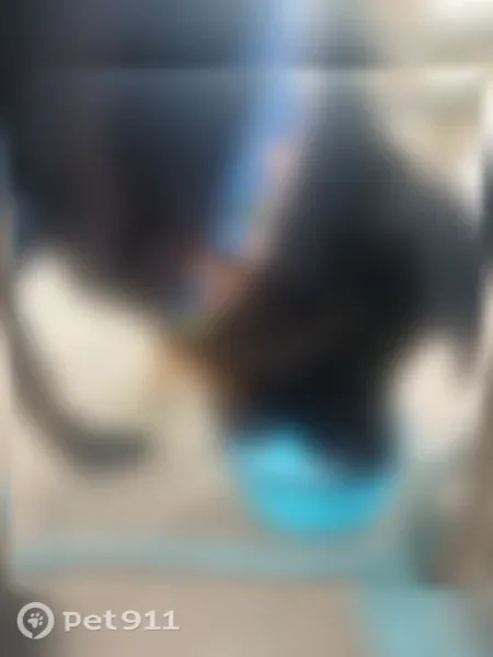 Lost dog, Milgen Road, 5800, Columbus - male, black lab with a blue collar and blue harness - photo