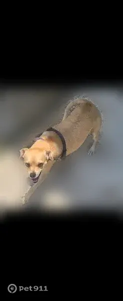 Lost dog, Painted Horse, 5478, San Antonio - skittish, blue-gray collar with sheriff star - photo