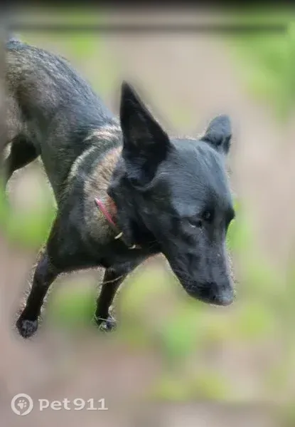 Chien perdu femelle, Impasse de Chalmont, 151, Montignac-Lascaux, Montignac - malinoise charbonnée avec collier rose - photo