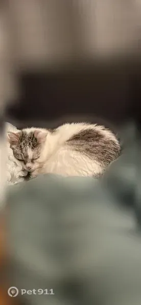 Chat perdu femelle, Candé, Strasbourg - âgée, petite taille, problème aux yeux - photo