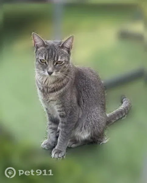 Chat perdu, Rue Jean Legrand, 19, Yerres - femelle craintive - photo