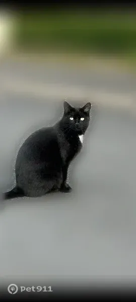 Chat perdu mâle, Rue du Hêtre, 10, Toussaint, Fécamp - noir avec une tâche blanche sur le cou - photo