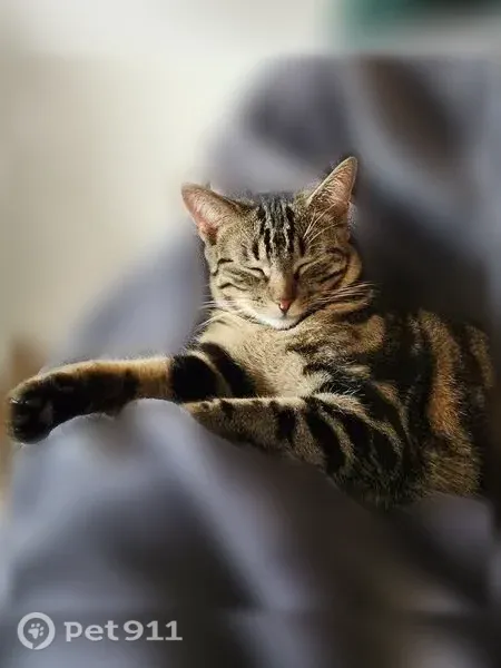 Perdu chat femelle, Boulevard Magenta, 24, Fontainebleau - petite chatte tigrée noire et marron - photo