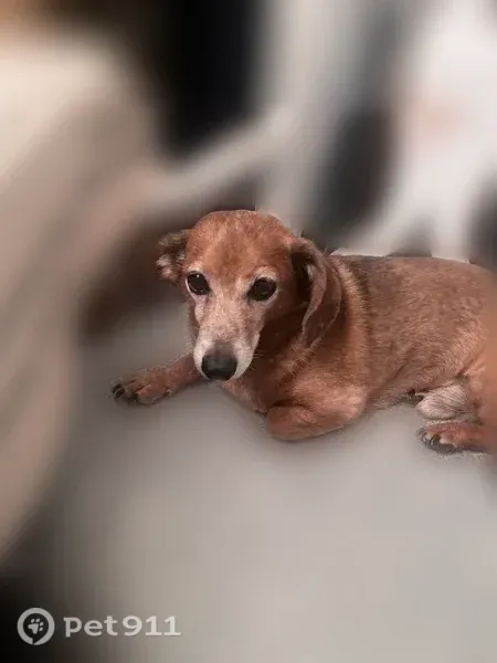 Lost dog, N1014, 21, Greer - male, brown, 15 years old - photo