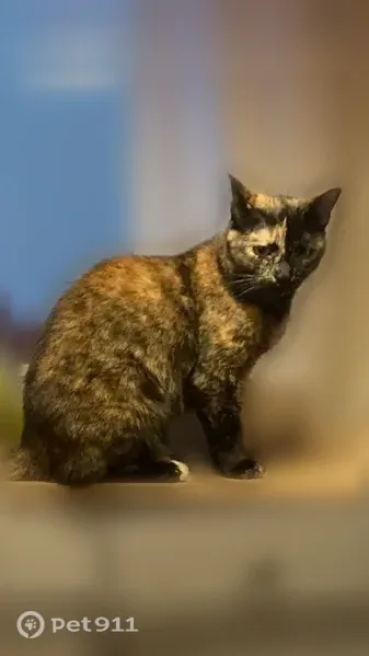 Chat perdu femelle, Rue du Commandant Luce de Casabianca, 27, Bastia - petite et peureuse - photo