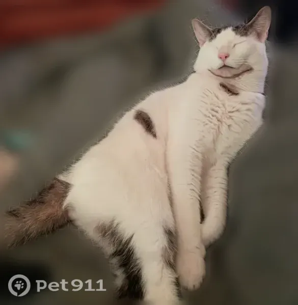 Chat perdu mâle, Rue des Monceaux, 18, Bagneux - très grand, yeux noisettes - photo