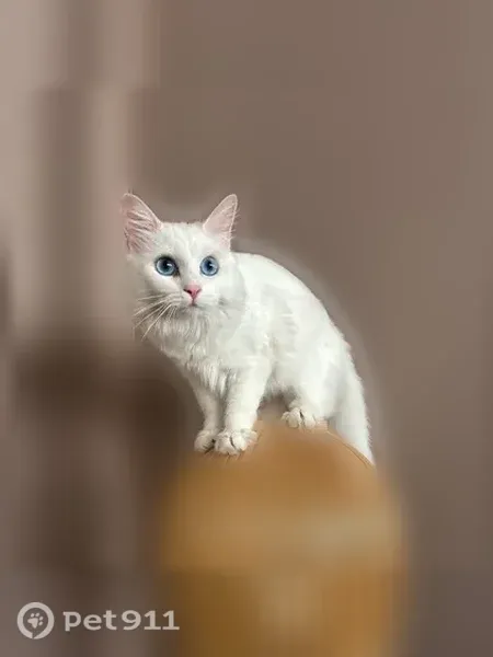Chat perdu femelle, Rue Jeanne Maillotte, La Madeleine - entièrement blanche, yeux bleus - photo
