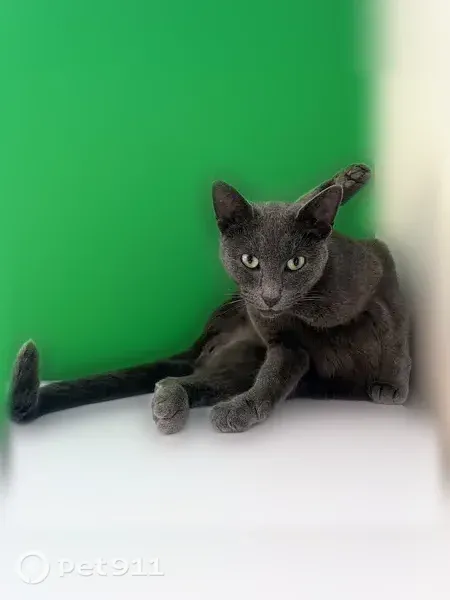 Chat perdu, femelle, Le Chêne Pineau, 11, Saint-Hilaire-de-Clisson - très craintive - photo