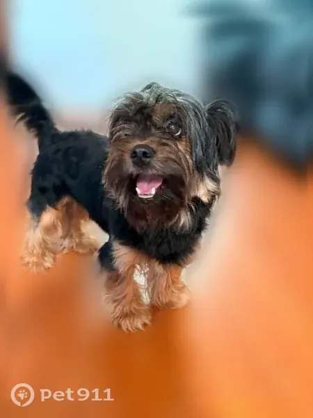 Lost dog, 20th Street North, 3165, Arlington - male - photo