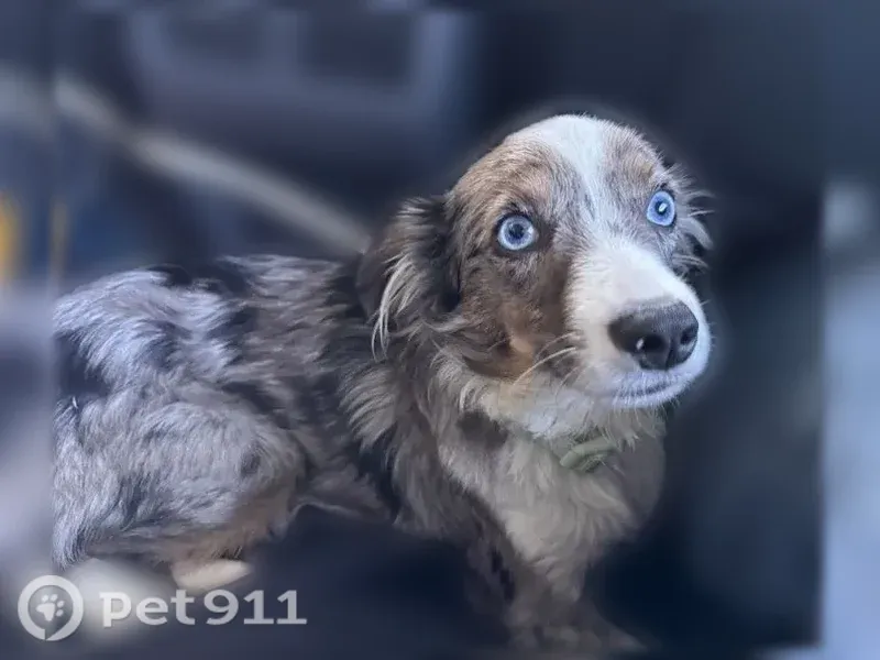 Lost dog, Cedar Road, 32, Readington Township, Newark - male, blue merle with 2 blue eyes - photo