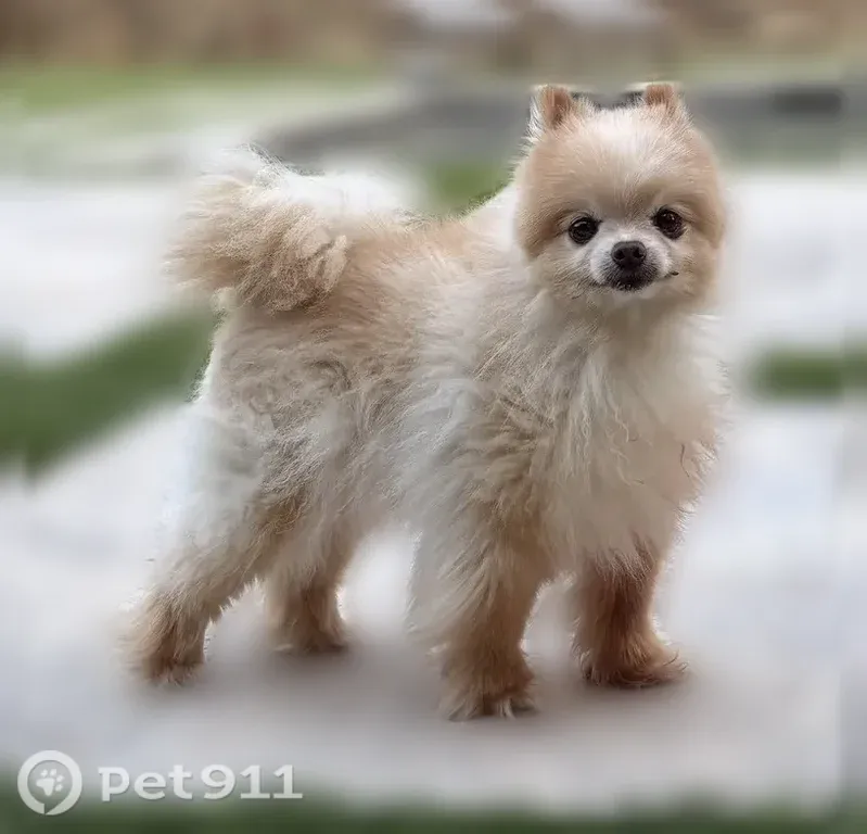 Lost dog, Creighton Court, 7113, Fort Worth - very small, cream/blonde Pomeranian - photo
