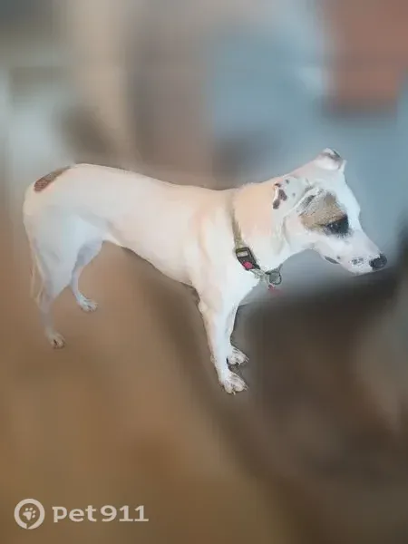 Lost dog, Arroyo Seco, 5705, Austin - white with brown spots - photo