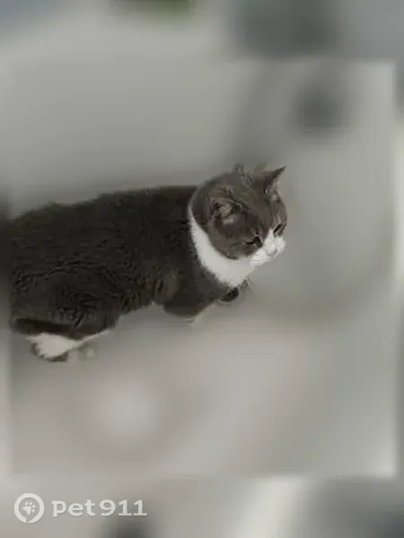 Chat perdu mâle, Chemin du Varembeaumont, 2, Quincampoix-Fleuzy, Aumale — tigré gris et blanc - photo