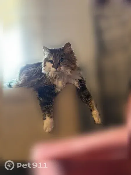 Lost cat, Indiana 64, 8655, Georgetown - female, green eyes - photo