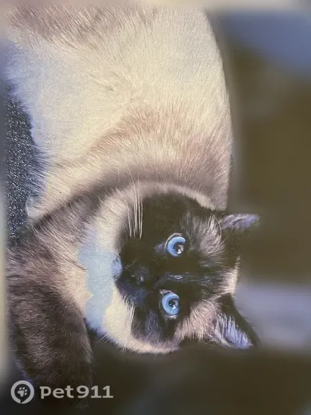 Chat perdu mâle, Rue Pasteur, 8, La Madeleine - birman croisé crème, pattes blanches - photo
