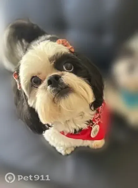 Lost dog, Southwest 108th Avenue, 3259, Miami - small female shih tzu, black and white, with a red bow - photo