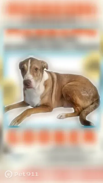 Lost dog, Mill Avenue, 422, Conroe, Houston — male, 10 years old, large overweight build - photo