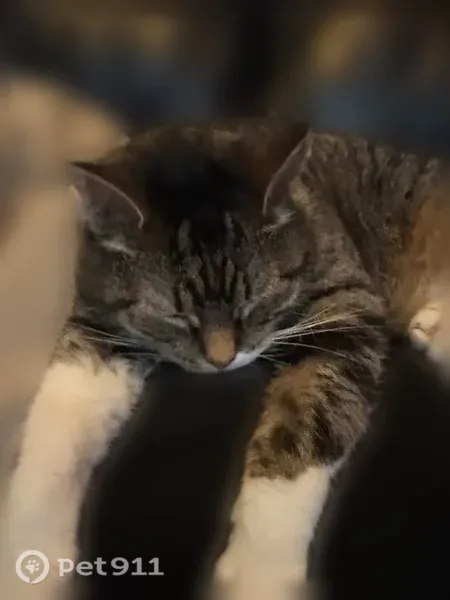 Lost cat, Indianapolis - female, declawed, white belly - photo