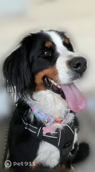 Lost dog, Northrup Avenue, 722, Fort Lupton — female, timid, may be hiding in brush or yards - photo