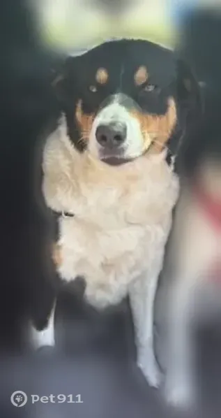 Lost dog, female, Rock Port, Missouri, Rock Port - tricolor black, white, and brown - photo
