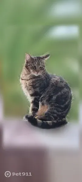 Chat perdu, femelle, Avenue plein Soleil, 385, La Grande-Motte - tigrée grise - photo