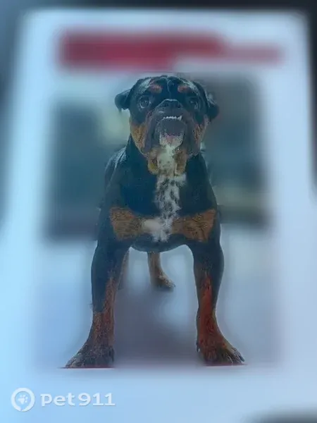 Lost dog, Warbler Road, 2, Brandenburg — female - photo