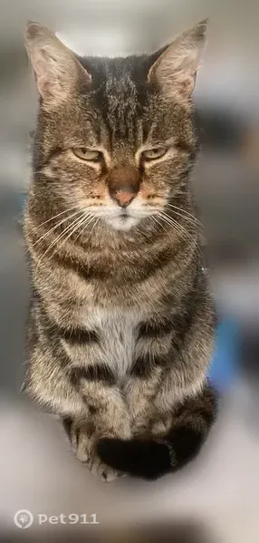 Chat perdu mâle, Rue des Champs Forts, 19, Montry - tigré noir marron - photo