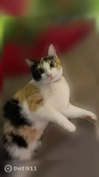 Lost cat, Southeast 21st Avenue, Portland — female calico, skinny - photo