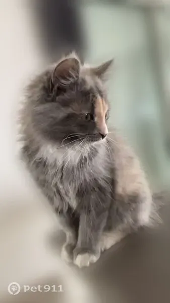 Chat perdu, Rue de la Chevalerie, 343, Petit-Mars — femelle, pattes blanches - photo