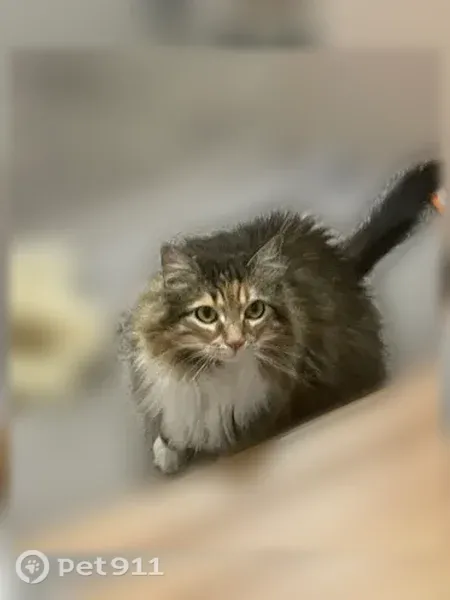 Lost cat, Milwaukee, Wisconsin - female, fluffy multicolor coat, green eyes - photo