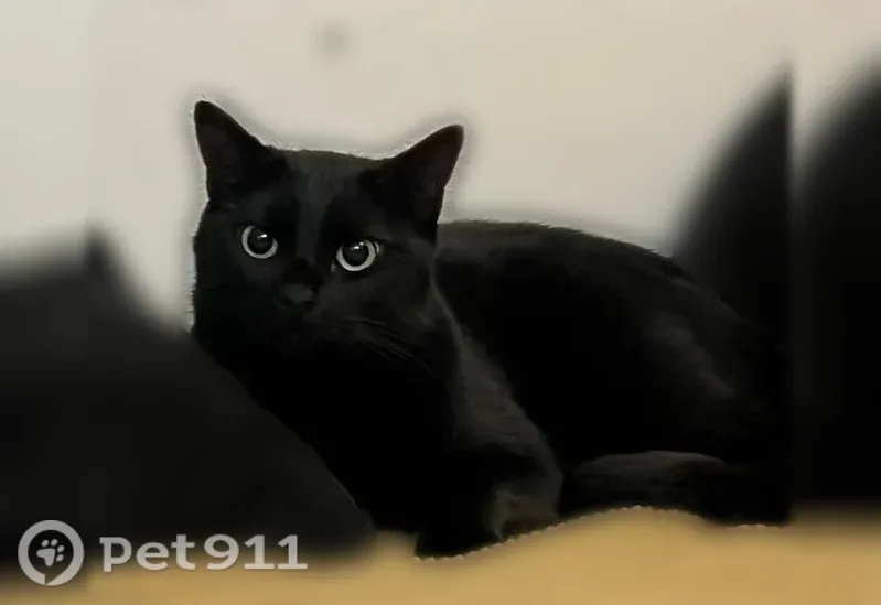Chat perdu, femelle, Rue Albert, 62, Paris — tout noire, sans collier - photo