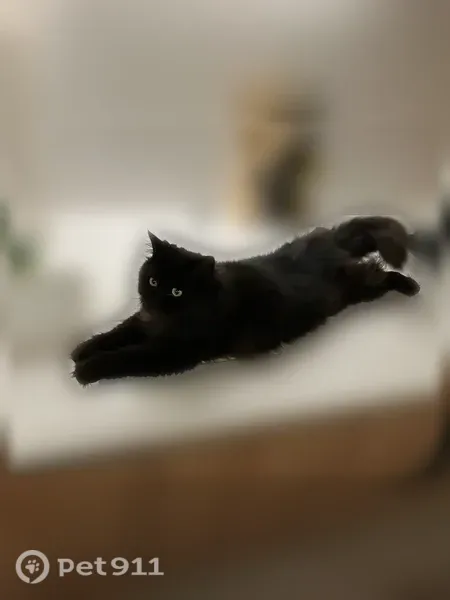 Chat perdu mâle, Rue de Toulouse, 52, Tremblay-en-France, Paris — noir à longs poils - photo