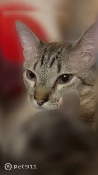 Chat perdu mâle, Avenue Simon Vouet, 3, Le Port-Marly - peureux et pucé - photo