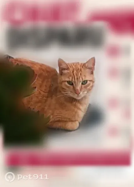 Chat perdu femelle, Rue du Fenouil, 7, Le Boulou - petite rousse aux yeux verts - photo