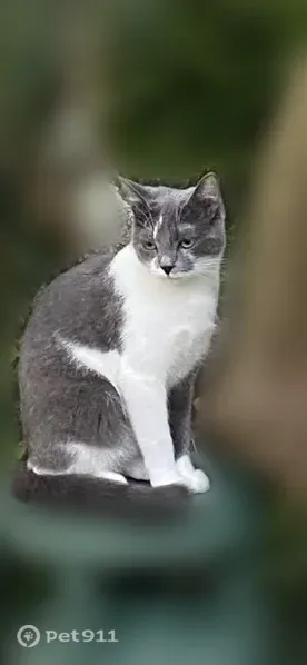 Perdu chat femelle, Chemin des Moissons, Montivilliers - petite chatte grise et blanche - photo